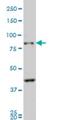 Protocadherin Beta 10 antibody, H00056126-M07, Novus Biologicals, Western Blot image 