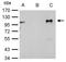 Nuclear Receptor Subfamily 3 Group C Member 1 antibody, NBP2-42221, Novus Biologicals, Immunoprecipitation image 