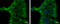 Alpha-1-Microglobulin/Bikunin Precursor antibody, GTX101068, GeneTex, Immunocytochemistry image 
