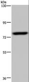 Nuclear Receptor Subfamily 4 Group A Member 1 antibody, LS-C405214, Lifespan Biosciences, Western Blot image 