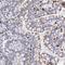 Galactosidase Alpha antibody, NBP1-89796, Novus Biologicals, Immunohistochemistry frozen image 