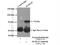 Kelch Like Family Member 22 antibody, 16214-1-AP, Proteintech Group, Immunoprecipitation image 