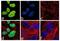 Neurogenin 2 antibody, 711595, Invitrogen Antibodies, Immunofluorescence image 