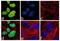 Neurogenin-2 antibody, 711595, Invitrogen Antibodies, Immunofluorescence image 