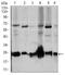 Rho GDP Dissociation Inhibitor Alpha antibody, MA5-17032, Invitrogen Antibodies, Western Blot image 