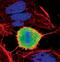 Lamin A/C antibody, PA5-17113, Invitrogen Antibodies, Immunofluorescence image 