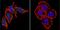 Presenilin 2 antibody, MA1-754, Invitrogen Antibodies, Immunofluorescence image 