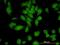GPN-Loop GTPase 1 antibody, orb89778, Biorbyt, Immunofluorescence image 