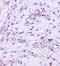 C-X-C Motif Chemokine Ligand 12 antibody, A00053-2, Boster Biological Technology, Immunohistochemistry frozen image 