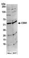 G Protein Pathway Suppressor 1 antibody, NB100-362, Novus Biologicals, Western Blot image 