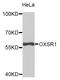 Oxidative Stress Responsive Kinase 1 antibody, STJ111577, St John