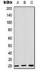 Zinc Finger Protein 695 antibody, orb315748, Biorbyt, Western Blot image 