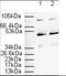 Peroxisome Proliferator Activated Receptor Alpha antibody, orb86465, Biorbyt, Western Blot image 