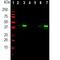 Muscleblind Like Splicing Regulator 1 antibody, M02309, Boster Biological Technology, Western Blot image 