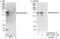 Intersectin 1 antibody, NBP1-71832, Novus Biologicals, Immunoprecipitation image 