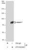 Calpain 1 antibody, GTX102340, GeneTex, Immunoprecipitation image 