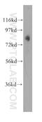 Oxysterol Binding Protein Like 11 antibody, 11318-1-AP, Proteintech Group, Western Blot image 