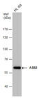 Ankyrin Repeat And SOCS Box Containing 2 antibody, GTX112289, GeneTex, Western Blot image 