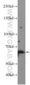 Ring Finger Protein 8 antibody, 14112-1-AP, Proteintech Group, Western Blot image 