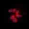 Pleckstrin Homology Domain Containing J1 antibody, orb78292, Biorbyt, Immunofluorescence image 