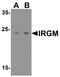 Immunity Related GTPase M antibody, NBP1-76890, Novus Biologicals, Western Blot image 