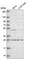 Methyl-CpG Binding Domain Protein 2 antibody, HPA067582, Atlas Antibodies, Western Blot image 