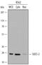 Suppressor Of Cytokine Signaling 2 antibody, AF4979, R&D Systems, Western Blot image 