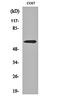 Nuclear Receptor Subfamily 4 Group A Member 1 antibody, orb162072, Biorbyt, Western Blot image 