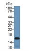 Fatty Acid Binding Protein 4 antibody, LS-C293830, Lifespan Biosciences, Western Blot image 