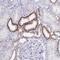 Sin3A Associated Protein 25 antibody, NBP2-32365, Novus Biologicals, Immunohistochemistry paraffin image 