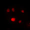 Spi-1 Proto-Oncogene antibody, LS-C358867, Lifespan Biosciences, Immunofluorescence image 