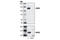 Receptor Tyrosine Kinase Like Orphan Receptor 2 antibody, 4105S, Cell Signaling Technology, Western Blot image 