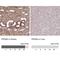 Prominin 2 antibody, NBP2-38032, Novus Biologicals, Immunohistochemistry paraffin image 