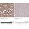 Prominin-2 antibody, NBP2-38032, Novus Biologicals, Immunohistochemistry paraffin image 