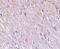 Tetratricopeptide repeat protein 5 antibody, PA5-20011, Invitrogen Antibodies, Immunohistochemistry frozen image 