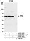 Interferon Regulatory Factor 2 antibody, A303-380A, Bethyl Labs, Immunoprecipitation image 