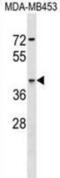 Guided Entry Of Tail-Anchored Proteins Factor 3, ATPase antibody, abx030044, Abbexa, Western Blot image 