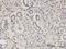 CBFA2/RUNX1 Partner Transcriptional Co-Repressor 2 antibody, H00009139-M15, Novus Biologicals, Immunohistochemistry frozen image 