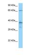 Calcium/Calmodulin Dependent Protein Kinase II Gamma antibody, orb331202, Biorbyt, Western Blot image 