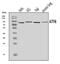 Activating Transcription Factor 6 antibody, A00655-3, Boster Biological Technology, Western Blot image 