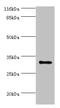 Kallikrein Related Peptidase 5 antibody, CSB-PA897100LA01HU, Cusabio, Western Blot image 