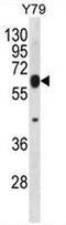 Ring Finger Protein 180 antibody, AP53686PU-N, Origene, Western Blot image 