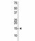 Small Ubiquitin Like Modifier 3 antibody, F42017-0.4ML, NSJ Bioreagents, Western Blot image 