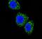 Menin 1 antibody, PA5-14312, Invitrogen Antibodies, Immunofluorescence image 