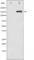 CD45 antibody, abx011793, Abbexa, Western Blot image 