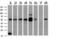 Mitogen-Activated Protein Kinase 4 antibody, M06298, Boster Biological Technology, Western Blot image 