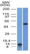 Forkhead Box A1 antibody, NBP2-45354, Novus Biologicals, Western Blot image 
