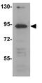 Tectonic Family Member 2 antibody, GTX85177, GeneTex, Western Blot image 