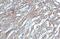 DCMP Deaminase antibody, GTX127971, GeneTex, Immunohistochemistry paraffin image 