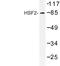 Heat Shock Transcription Factor 2 antibody, LS-C176794, Lifespan Biosciences, Western Blot image 